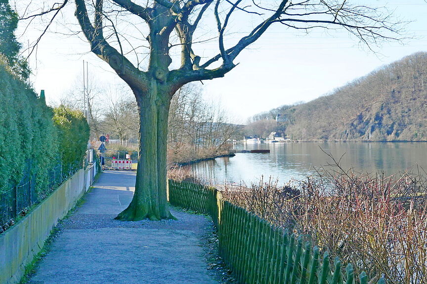 Roteiche am Hengsteysee Roteiche am Hengsteysee